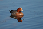Wigeon