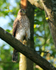 Sparrowhawk (juvenile) perched on a branch