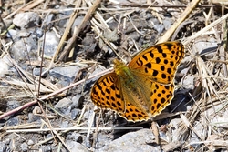 Queen of Spain Fritillary