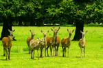 Red Deer - Houghton Hall