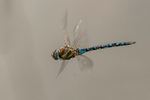 Migrant Hawker