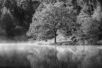 Misty Mallards Pike