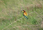 European Bee-eater