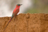 Carmine Bee-eater