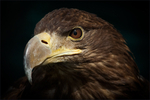 Portrait of a Sea Eagle