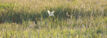 Barn Owl Hunting _ Pan 001