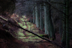 If you go down to the woods today...