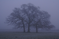 Other Interests portfolio