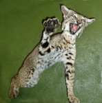Aggressive Bobcat-Troy Maurice