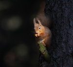 Red Squirrel - Sciurus vulgaris