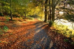 Glending Wood