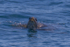 Green Turtle on surface 2. 0A3A0284