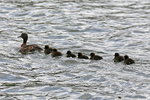 140706 DUCK FAMILY WT7A9504