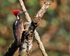 Lineated Woodpecker (male), close view, Costa Rica