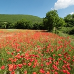 Field poppies (Papaver rhoeas),  and other weeds of cultivation