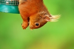 Red Squirrel