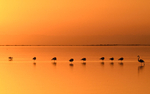 Flamans au coucher du soleil