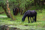 Forest Ponies