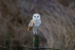 Perched Barn Owl  ref 8699