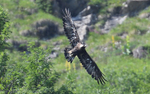Aigle royal