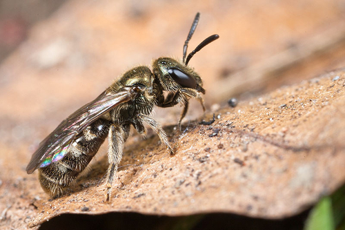 Lasioglossum smeathmanellum