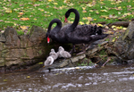 Parents and cygnets