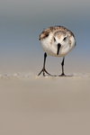 Foraging Sanderling on North Beach, Fort De Soto, Florida