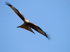 Red Kite
