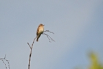 Spotted Flycatcher