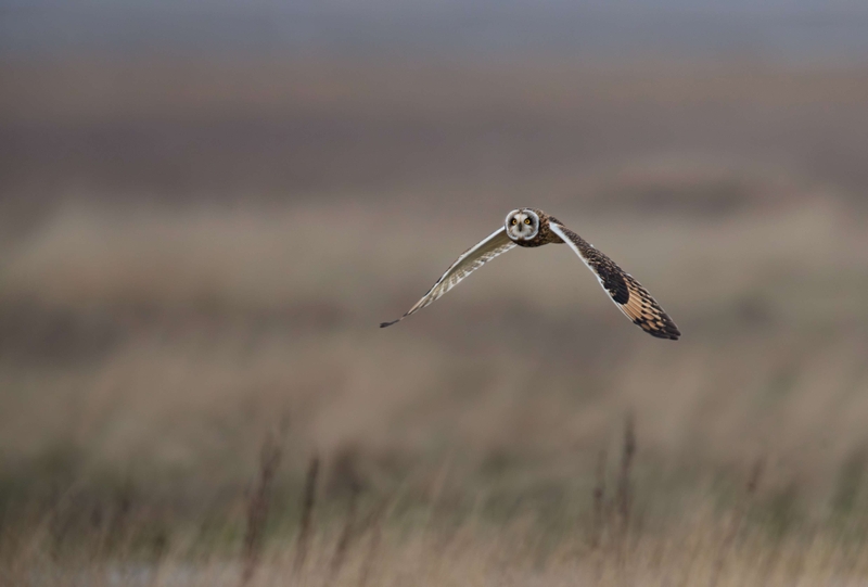 Short Eared Owl