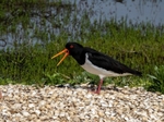 Oystercatcher