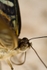 Butterfly2