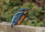 Kingfisher