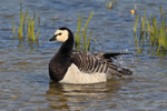 Barnacle Goose splashing about on The Great Water at Leeds Castle