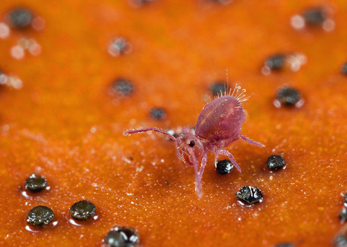 On the underside of a fallen leaf. Warwickshire, November 2012.