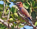 Rufous Crowned Roller