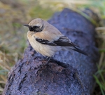 1st winter male Desert Wheatear