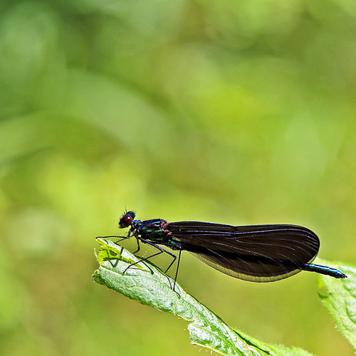 A male Ebony jewelwing.