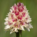  Alpine vanilla orchid ( G. rhellicani  - formerly known as Nigritella ssp. rhellicani) colour form.