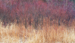 CATTAILS & DOGWOOD - NORFOLK COUNTY