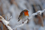 Robin