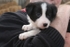 2 Five weeks old