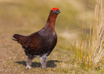 Red Grouse 3