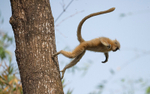 Golden Langur
