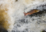 Leaping Salmon II