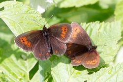 Large Ringlets