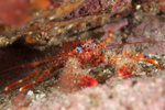 Galathea strigosa