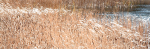 CATTAILS AND MOVING GRASS #2