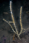 Callistephanus pallida