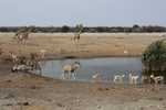 At the Water Hole 3